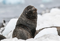 Antarctic-fur-seal